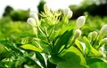 广西将打造全国最重要茉莉花茶产区