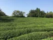 福建省宁德市福安加大政策扶持稳住茶产业生产