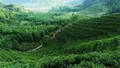 今年一季度黄山市出口茶叶1.2万吨