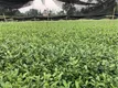 甘肃康县阳坝镇：发展茶叶3万余亩 带贫600多户