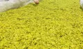 四川黄茶：一片黄叶 如何撬动高端茶消费市场