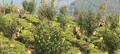 云南绿春：万亩茶山变“金山” 片片绿叶成“金叶”