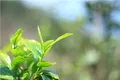 2020年茶叶市场发展现状 名茶产区春茶采摘指数 生态茶产业逆势上扬