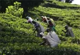 斯里兰卡茶叶出口因新冠肺炎疫情遭受沉重打击