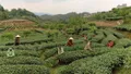 四川高县：瞄准小茶叶 发展大市场