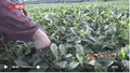 抗“疫”不阻茶香，四川雅安名山茶企加速转型升级
