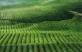 一季度贵州茶叶出口总值2236万元
