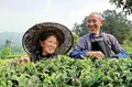 贵州：种上“摇钱树” 做好“茶文章”