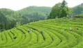 湖南古丈茶旅融合稳定增收 已高标准打造6个茶旅示范基地