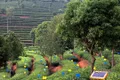普洱市思茅区有机茶产业“一县一业”示范创建