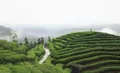 贵州瓮安：持续做强欧标茶品牌 加快茶产业转型升级