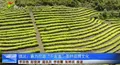 普洱镇沅着力打造“千家寨”茶叶品牌文化
