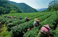 绍兴嵊州茶产业发展按下“快进键”