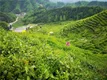 湖北丹江口市：茶产业扶贫动能强