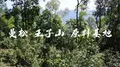 彩农茶：王子山.曼松站立贡茶原料基地