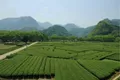 福建蕉城区多举措推动茶产业发展