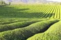 一季度信阳茶叶出口同比增长超七成