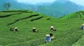 福建福安：以茶为媒 茶乡成了景区
