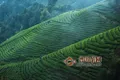 中国有机茶产业电子商务基地项目落户于昭平县