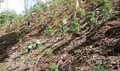曼播新寨：村民主动清除林下非法种植茶叶