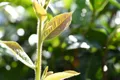 安农茶学：茶树基因组研究取得新突破，我国栽培茶树的西南起源学说再获支持