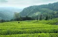高质量精细化推进雅安茶产业发展 马洪涛一行来雅调研茶产业发展情况
