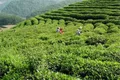 陕西汉中海关聚焦茶叶出口助推茶农增收致富