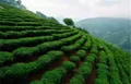 陕西安康富硒茶品牌价值跻身全国二十强