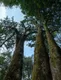 罗东山1号茶树是至今发现世界上最粗大的野生型大茶树
