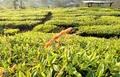 云南德宏陇川：生态林茶带来致富新希望
