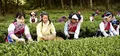 云南大理巍山：彝族茶农开采高山生态茶