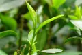 柘荣福溪:发展茶产业增加收入