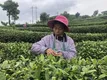 贵州丹寨：认领“扶贫茶园”助脱贫