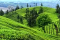 贵州普安县实现干茶产值6.57亿元