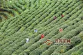 2020年正安县春茶产值达5.62亿元