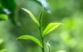安溪铁观音脱颖而出 丰顺打造大湾区茶罐子 绿色食品牌茶产业创新发展
