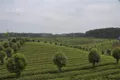 遵义凤冈茶受欢迎 1至4月出口茶叶49．09吨