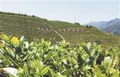 福建安溪：主产乡镇主动出击 今年春茶品质提升
