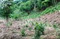 西双版纳州统筹推进种茶毁林专项整治工作