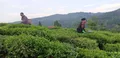 保山：龙江千亩茶园采摘鲜叶3百吨，户均增收2千元！