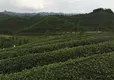 贵州凤岗：茶叶出口量同比增加20%