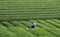 湖北省启动首个国际茶日“云活动”