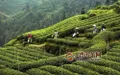 四川推动川茶产业振兴，到2022年综合产值突破千亿元