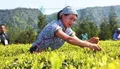 关于加大支持力度推动黄山茶产业绿色发展的建议全国人大代表姚顺武