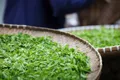 漳州：今年春茶产量1.74万吨产值达11.94亿元