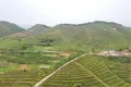 湖南双牌：“绿叶子”成为“金叶子” 茶产业助力脱贫致富