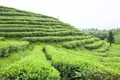 贵州丹寨县：打响绿茶硒锌牌 铸造茶业新品质