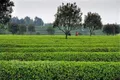 陕西安康市农科院组织召开茶叶加工科研产品评审会
