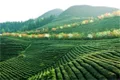 第12届贵州省茶产业博览会5月28日在遵义开幕