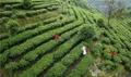 贵州务川招商引企做强做优茶产业